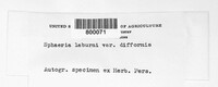 Cucurbitaria laburni image